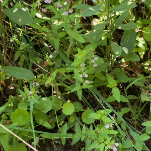  - Scutellaria ×hybrida Strail