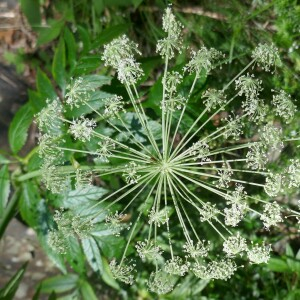 Photographie n°2572297 du taxon Angelica razulii Gouan [1773]