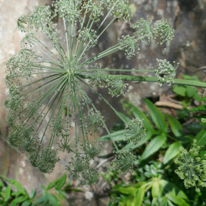 Photographie n°2572299 du taxon Angelica razulii Gouan [1773]