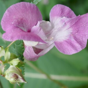 Photographie n°2572305 du taxon Impatiens glandulifera Royle [1833]