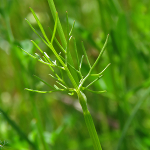 Photographie n°2572353 du taxon Bifora radians M.Bieb.