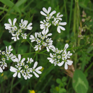 Photographie n°2572357 du taxon Bifora radians M.Bieb.