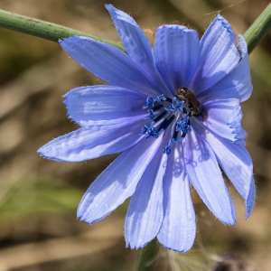 Photographie n°2572372 du taxon Cichorium intybus L.