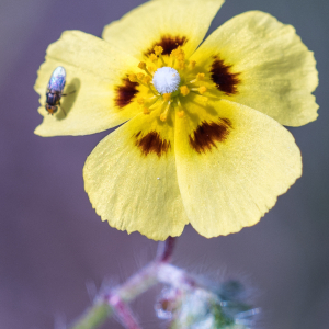 Photographie n°2572399 du taxon Tuberaria guttata (L.) Fourr.
