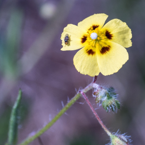Photographie n°2572400 du taxon Tuberaria guttata (L.) Fourr.