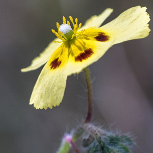 Photographie n°2572403 du taxon Tuberaria guttata (L.) Fourr.