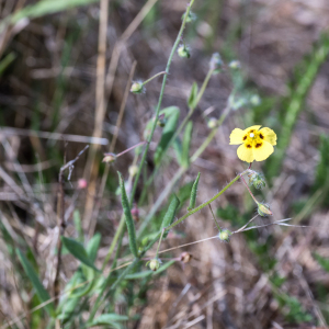 Photographie n°2572404 du taxon Tuberaria guttata (L.) Fourr.