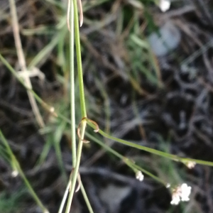 Photographie n°2572412 du taxon Asperula cynanchica L.