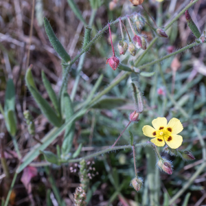 Photographie n°2572414 du taxon Tuberaria guttata (L.) Fourr.