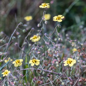 Photographie n°2572416 du taxon Tuberaria guttata (L.) Fourr.