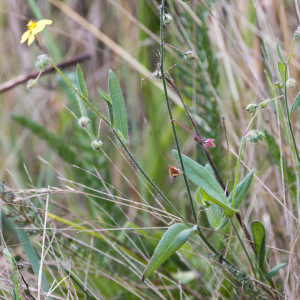 Photographie n°2572417 du taxon Tuberaria guttata (L.) Fourr.