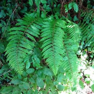 Photographie n°2572428 du taxon Polystichum aculeatum (L.) Roth [1799]