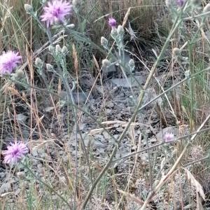  - Centaurea paniculata subsp. paniculata 