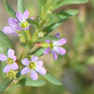 Photographie n°2572451 du taxon Lythrum hyssopifolia L.