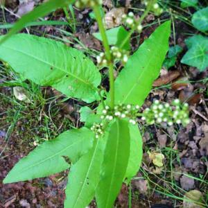 Photographie n°2572457 du taxon Rumex sanguineus L. [1753]