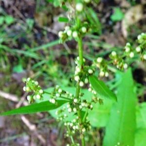 Photographie n°2572459 du taxon Rumex sanguineus L. [1753]