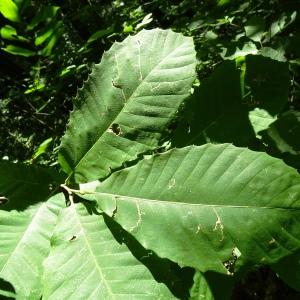 Photographie n°2572466 du taxon Castanea sativa Mill.