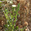 Sonchus mauritanicus Boiss. & Reut. [1852] [nn139412] par Patrick Leboulenger le 09/07/2023 - Tunis