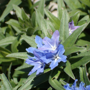 Photographie n°2572527 du taxon Lithospermum gastonii Benth.