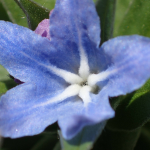 Photographie n°2572528 du taxon Lithospermum gastonii Benth.