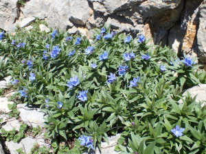 Sylvain Piry, le 24 juin 2023 (Isaba/Izaba (France, Pyrénées-Atlantiques, Lées-Athas, Arres d'Anie (2126 m)))