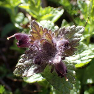 Photographie n°2572544 du taxon Bartsia alpina L.