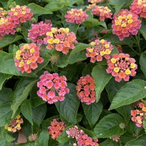 Photographie n°2572575 du taxon Lantana camara L. [1753]