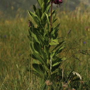 Photographie n°2572618 du taxon Lilium martagon L.