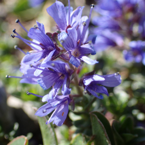 Photographie n°2572642 du taxon Veronica nummularia Gouan