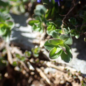 Photographie n°2572644 du taxon Veronica nummularia Gouan