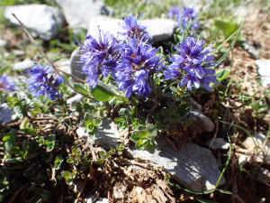 Sylvain Piry, le 24 juin 2023 (Isaba/Izaba (France, Pyrénées-Atlantiques, Lées-Athas, Pic d'Anie (2376 m)))
