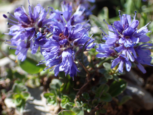 Sylvain Piry, le 24 juin 2023 (Isaba/Izaba (France, Pyrénées-Atlantiques, Lées-Athas, Pic d'Anie (2376 m)))