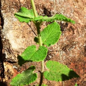 Photographie n°2572658 du taxon Teucrium scorodonia L. [1753]