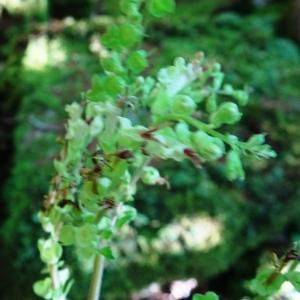 Photographie n°2572663 du taxon Teucrium scorodonia L. [1753]