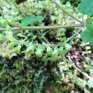 Photographie n°2572664 du taxon Teucrium scorodonia L. [1753]