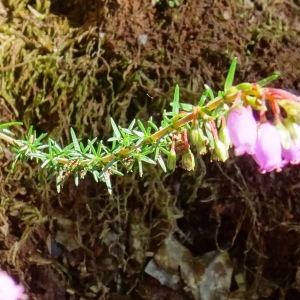 Photographie n°2572674 du taxon Erica cinerea L. [1753]