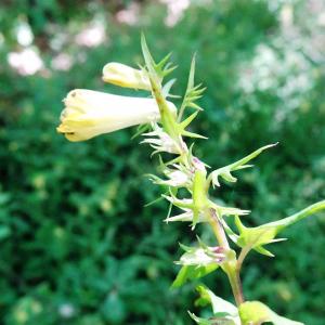 Photographie n°2572677 du taxon Melampyrum pratense L. [1753]