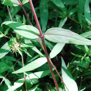 Photographie n°2572679 du taxon Melampyrum pratense L. [1753]