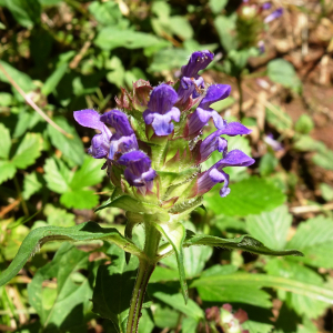 Photographie n°2572684 du taxon Prunella vulgaris L. [1753]