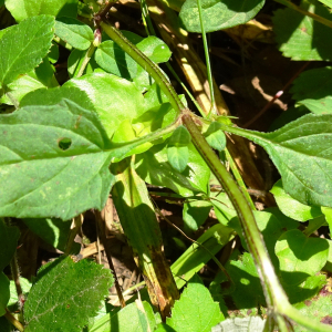 Photographie n°2572685 du taxon Prunella vulgaris L. [1753]