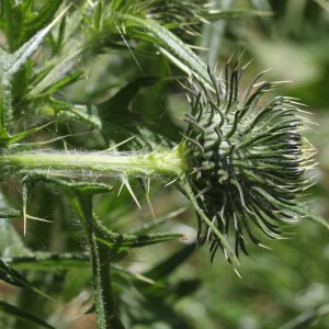  - Cirsium vulgare subsp. silvaticum (Tausch) Arènes [1948]