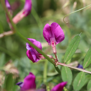 Photographie n°2572706 du taxon Vicia sativa L. [1753]