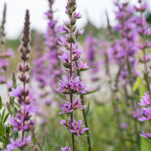 Photographie n°2572748 du taxon Salicaria vulgaris Moench [1794]