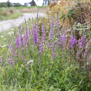 Photographie n°2572749 du taxon Salicaria vulgaris Moench [1794]