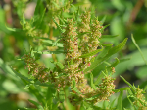 Jean-Claude Lincker, le 22 juillet 2023 (Hauconcourt)