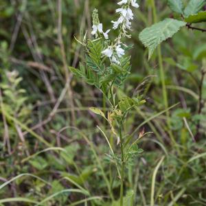 Photographie n°2572793 du taxon Galega officinalis L. [1753]