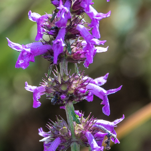 Photographie n°2572797 du taxon Betonica officinalis L.