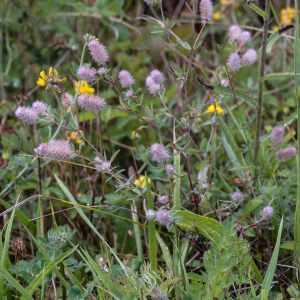 Photographie n°2572845 du taxon Trifolium arvense L.