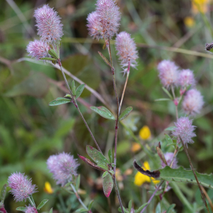 Photographie n°2572846 du taxon Trifolium arvense L.