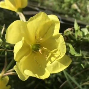  - Oenothera glazioviana Micheli [1875]